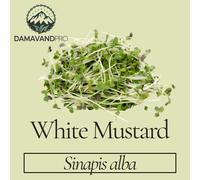 DamavandPro 400 Seeds for sprouts: White Mustard Seeds