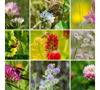 Damavandpro 5000+ Clover Mix Seeds 10 Sqm Shamrock Meadow Flower Cover Crop Green Manure