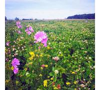DamavandPro 5kg Flower Seeds UK Bulk: Pollinators in Gardens