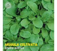 DamavandPro Arugula Coltivata Seeds