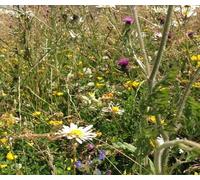 DamavandPro Autumn Sown Wild Flower Seeds Bumble Bird Seed Mix - 1Kg