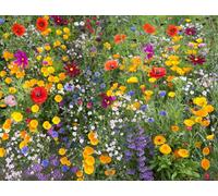 Damavandpro Bee Friendly Wildflower Seeds 21 Mix Bee Happy Colourful Bee Meadow Plant Seeds Flowers For Garden Seeds For Gardening (10 Sqm