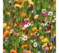 DamavandPro Best Wild flower Seeds UK: Blossoming Wilderness - 50g
