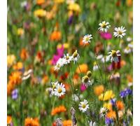 DamavandPro Best Wild flower Seeds UK: Blossoming Wilderness - 5g