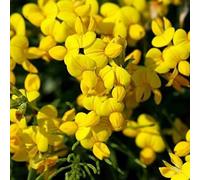 DamavandPro Birdsfoot Trefoil Seed Wildflower - 500g