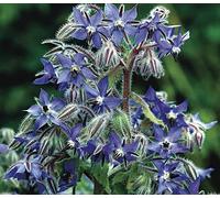 DamavandPro Borage Seeds (Borago officinalis) - 5Kg