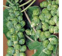 Damavandpro Brussels Sprouts Groninger 300 Seeds
