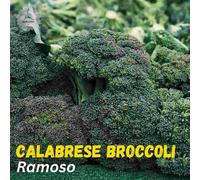 DamavandPro Calabrese Broccoli Seeds