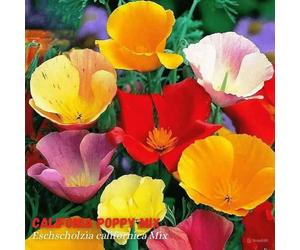 DamavandPro California Poppy Mix Seeds - 1500 Seeds