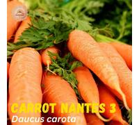 DamavandPro Carrot Early Nantes 3 Seeds