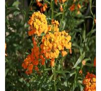 DamavandPro Cheiranthus Cheiri Seeds (English Wallflower) - 2Kg