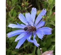DamavandPro Chicory Seeds: A Unique and Eye-Catching Addition to Landscape - 100g
