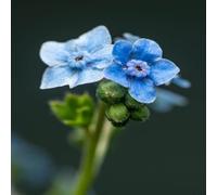 DamavandPro Chinese Forget Me Nots Seeds: Cynoglossum Amabile Blue - 5g