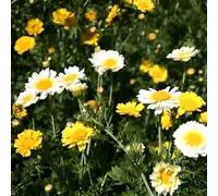 DamavandPro Chrysanthemum Coronarium Seeds: Crown Daisy Mixed - 1Kg
