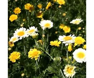 DamavandPro Chrysanthemum Coronarium Seeds: Crown Daisy Mixed - 5g