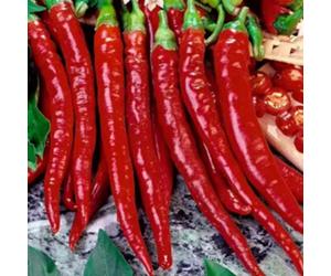 Damavandpro Classic Super-Hot Chilli Variety, Essential For Spicy Cuisine. Each Packet Contains 50+ Fresh, Viable Seeds For Growing Your Own F