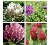 Damavandpro Clover Seeds Crimson Micro Mix And Match 4 Types Of Clover Seeds White Red 100G