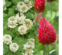 Damavandpro Clover Seeds Crimson Red And Clover White Micro 2 Types Of Clover 1Kg