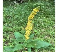 DamavandPro Common Agrimony Seeds (Agrimonia eupatoria) - 200 Seeds
