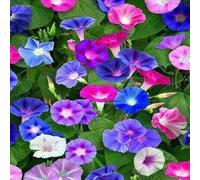 DamavandPro Convolvulus Seeds: A Colorful Addition to Your Garden - 10g