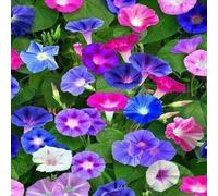 DamavandPro Convolvulus Seeds: A Colorful Addition to Your Garden - 3Kg