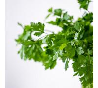 Damavandpro Coriander Seeds - Fast-Growing Herb For Cooking And Gardens 1000 Seeds