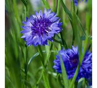 DamavandPro Cornflower Blue Seeds, Centaurea Cyanus, Bachelor Buttons Blue Color - 2Kg