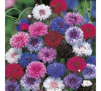 DamavandPro Cornflower Seeds Centaurea cyanus Dwarf Double Polka Dot Mixed Seeds - 500 g