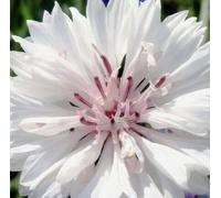 DamavandPro Cornflower Tall Double Flowered White Seeds - 20g