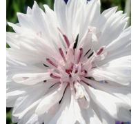 DamavandPro Cornflower Tall Double Flowered White Seeds - 50g