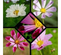 DamavandPro Cosmos Bipinnatus Seashells Mix Colour - 200 Seeds