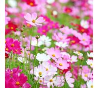Damavandpro Cosmos Bipinnatus 'sensation Mixed Half-Hardy Annual, Wildflower Uk Bulk Order 1Kg