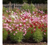 DamavandPro Cosmos Dwarf Sensation Mixed Seeds: Bulk Dwarf Cosmos Seeds - 10g