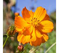 Damavandpro Cosmos Sulphureus Sunset Orange Bright Orange Wild Flower 10G Seeds