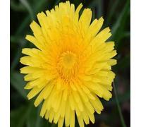DamavandPro Dandelion Seeds (Taraxacum officinale) - 50g