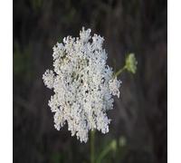 DamavandPro Daucus Carota: Wild Carrot Seeds - 1Kg
