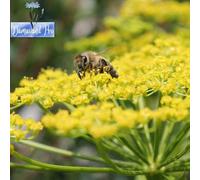 DamavandPro Dill Seeds Anethum Graveolens Hercules Herb - 5g