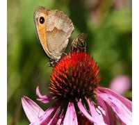 DamavandPro Echinacea Purpurea 'Purple Coneflower' Seeds Perennial & Biennial - 20g