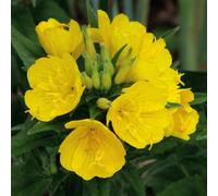 Damavandpro Evening Primrose Seeds - Nature's Golden Sunset Blooms Oenothera Biennis - 1000 Premium Seeds