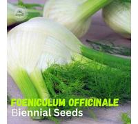 DamavandPro Fennel officinale biennial Seeds