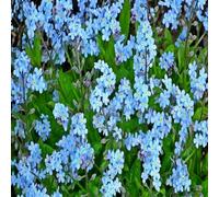 DamavandPro Forget Me Not Seeds - Gift Blue From Seed to Blossom - 1g