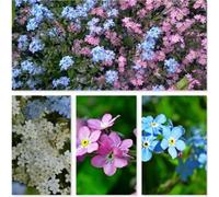 Damavandpro Forget Me Not Seeds Myosotis Alpestris Mixed Blue White Red Garden Memory Packets Wildflower 1000 Seeds