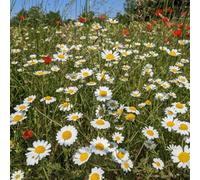 Damavandpro Fresh Oxeye Daisy Seeds (Leucanthemum Vulgare) 6000 Seeds 2G- Native British Wildflower, Perfect For Bee Gardens