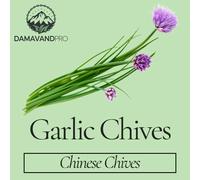 DamavandPro Garlic Chives Seeds - Chinese Chives Seeds