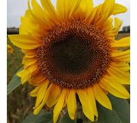 DamavandPro Giant Yellow Helianthus Sunflower Seeds - 3Kg