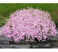 Damavandpro Gypsophila Elegans 'rose' - Pink Baby's Breath Seeds 1200 Premium Seeds For Romantic Garden Displays