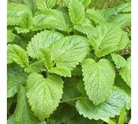 Damavandpro Herb Melissa Officinalis - Lemon Balm - 2500 Seeds