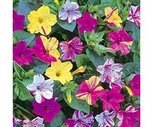 DamavandPro Jalapa Mixed Mirabilis Four O'Clock Mix Seeds: Magic of Striped Blooms - 5g