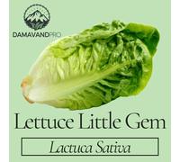DamavandPro Lettuce Little Gem Seeds