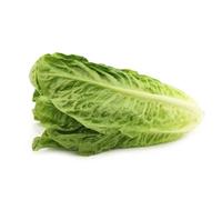 Damavandpro Lettuce Paris White Vegetable Salad Fresh 1000 Seeds